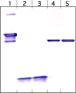 western blot teszt ára online