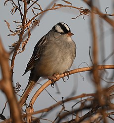 White-crowned Sparrow - 52506398890.jpg