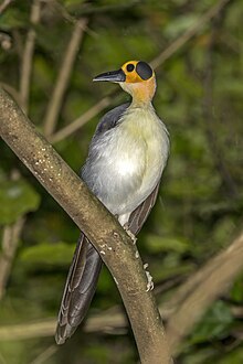 White-necked rockfowl (Picathartes gymnocephalus) Nyamebe Bepo 2.jpg