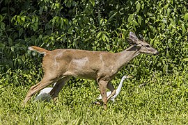 White-tailed deer (Odocoileus virginianus nelsoni) male with cattle egret Orange Walk.jpg