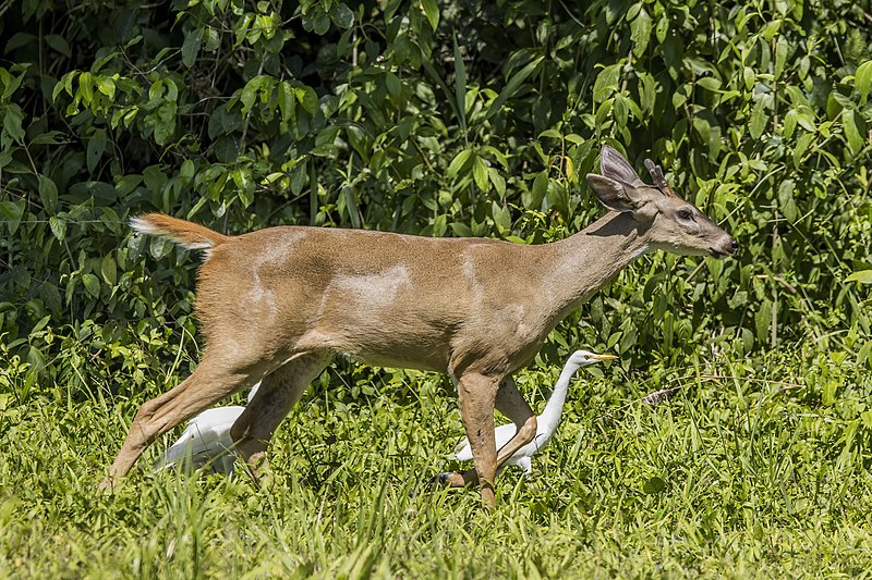 File:White-tailed deer (Odocoileus virginianus nelsoni) male with cattle egret Orange Walk.jpg