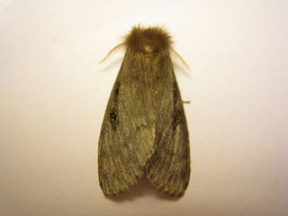 White Cedar Moth Caterpillar