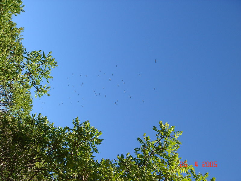 File:White Storks Migrating Northwards Over Bental Mountain DSC00705.JPG