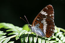 Oq admiral (Limenitis camilla) underside.jpg