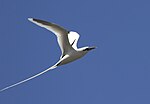 Thumbnail for File:White tailed tropicbird.jpg