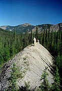 Windrow of windblown glacial silt, NWT.jpg