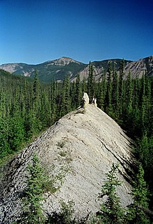 Windrow of windblown silt, Northwest Territories, Canada Windrow of windblown glacial silt, NWT.jpg