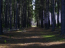 Musim dingin matahari melalui pohon - panoramio.jpg