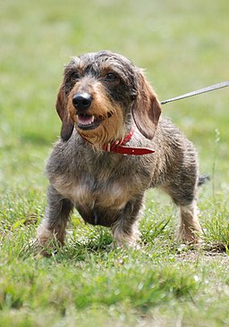 Wire-haired Dachshund R 01