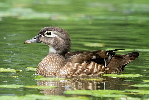 Female wood duck