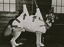 "Pal", a German Shepherd, being fitted for a parachute harness at the War Dog Reception and Training Center in San Carlos, California, 1944 Working dog in parachute harness (cropped).jpg