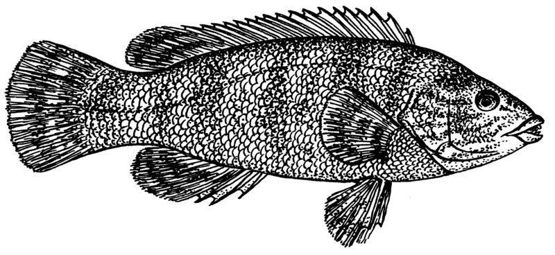 File:Wrasse (PSF).png