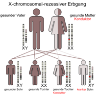 X-chromosomal-rezessiver Erbgang (Mutter ist Konduktor)