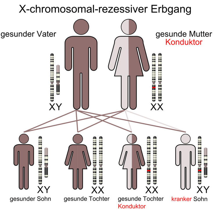 X-chromosomaler Erbgang - Wikipedia