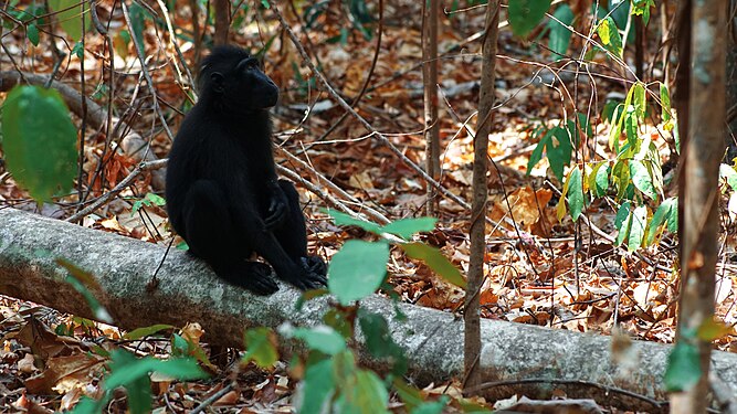 Yaki, an endemic animal to Sulawesi in Tangkoko National Park, North Sulawesi Photograph: Asep Triyatno