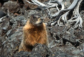 Yellow-bellied marmot