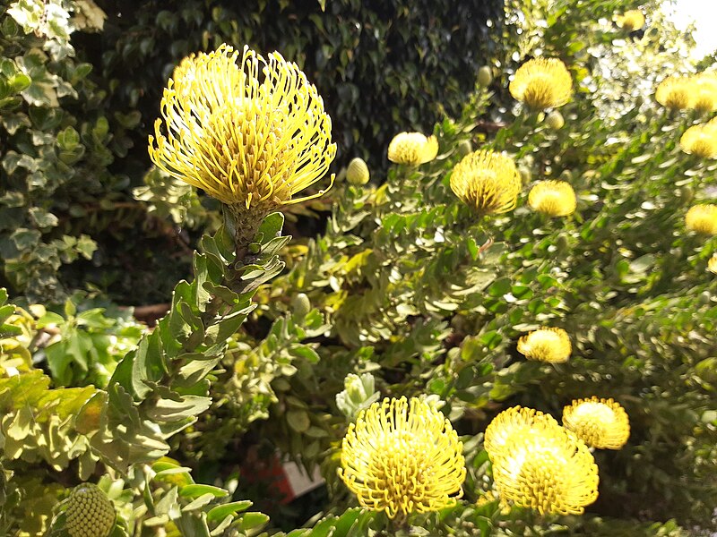 File:Yellow ball flowers, levada, Madeira.jpg