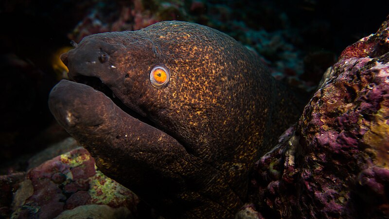 File:Yellowedge Moray Eel Gymnothorax Flavimarginatus (223938029).jpeg