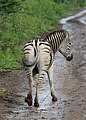 * Nomination Plains zebra (Equus quagga) in Hluhluwe–Imfolozi Park, South Africa --Bgag 00:14, 13 October 2018 (UTC) * Promotion Good quality. -- Johann Jaritz 02:03, 13 October 2018 (UTC)