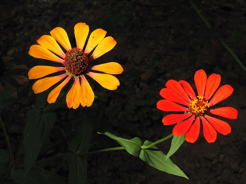 File:Zinnia flowers (001).jpg