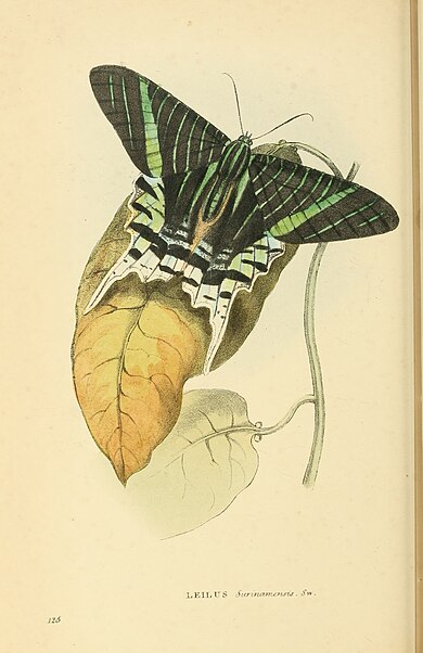 Plate 125.