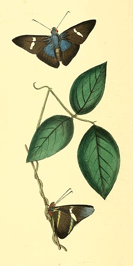 Alera haworthiana