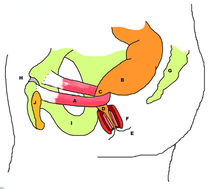 Stylized diagram showing the action of the puborectalis sling