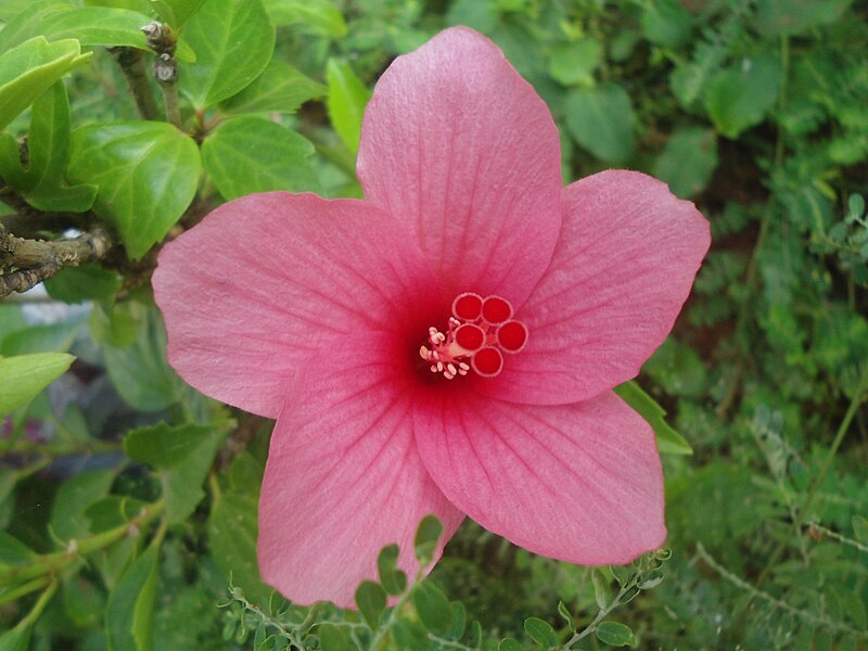 File:(Hibiscus rosa-sinensis) pink cultivator flower at Kakinada 02.JPG