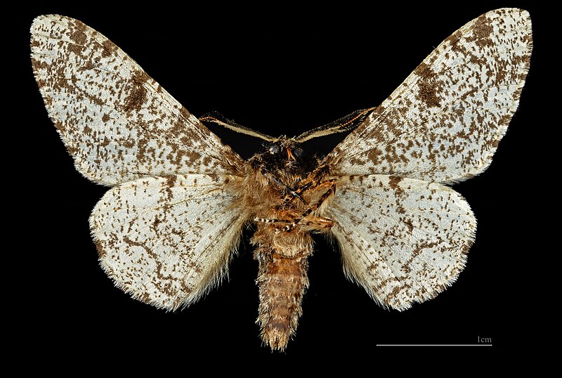 File:(MHNT) Biston betularia - Lustenice Czech Republic - Male ventral.jpg