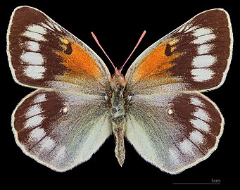 Colias christophi ♀