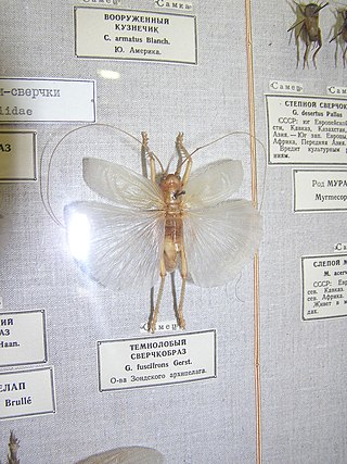 <i>Gryllacris</i> Genus of cricket-like animals