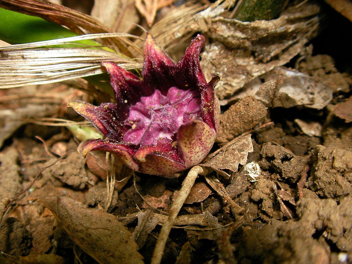 File ハラン 葉蘭 Aspidistra Elatior 花 Jpg Wikispecies