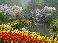 太子灣公園內的櫻花和鬱金香