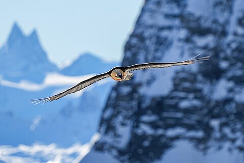 Wild Bearded Vulture in flight at Pfyn-Finges (Switzerland) with Aiguilles Rouges d'Arolla and Daubenhorn in the background