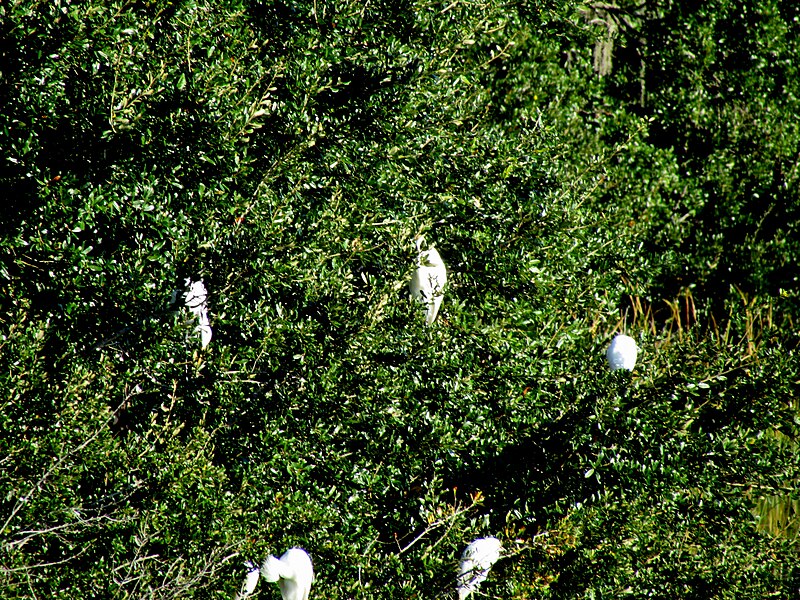 File:08 Egrets Beaufort SC 6388 (12367287085).jpg