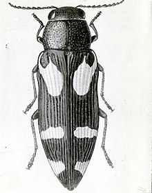 1928. Buprestis gibbsi. Adult. Photo enlarged and detailed. (34999633886).jpg