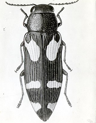 <i>Buprestis gibbsii</i> Species of beetle