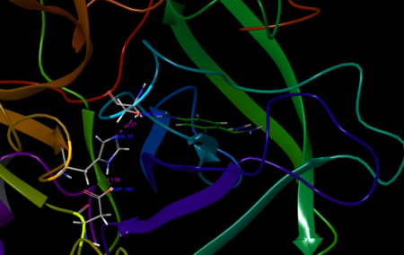 Acrosin active site residues, shown with competitive inhibitor benzamidine. 1FIW Active Site Residues.png