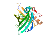3D structure model of an anticalin (ribbon) in complex with digitoxigenin (sticks) 1LNM (Anticalin DIGA16 in complex with digitoxigenin).png