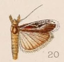 20-Spatulipalpia haemaphoralis = Pseudodavara haemaphoralis (Hampson, 1908.) .JPG