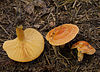 2007-09-23 Lactarius porninsis 1.jpg