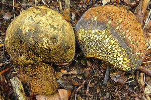 Gemeiner Erbsenstreuling (Pisolithus arhizus), rechts das Kopfteil im Längsschnitt