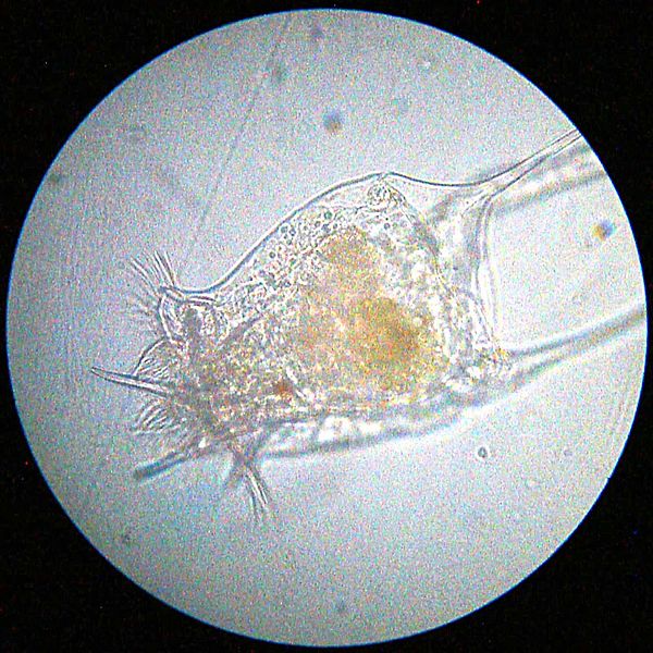 File:20090730 020239 Rotifer.jpg