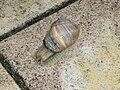 Könnte das eine Weinbergschnecke sein?