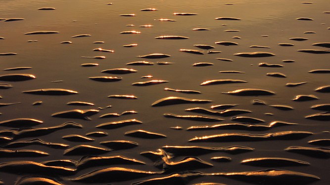 Golden sand ripples, Rømø, Denmark