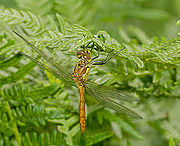 Sympetrum vulgatum - Wikimedia Commons