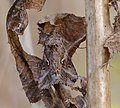 Gammaeule - Autographa gamma