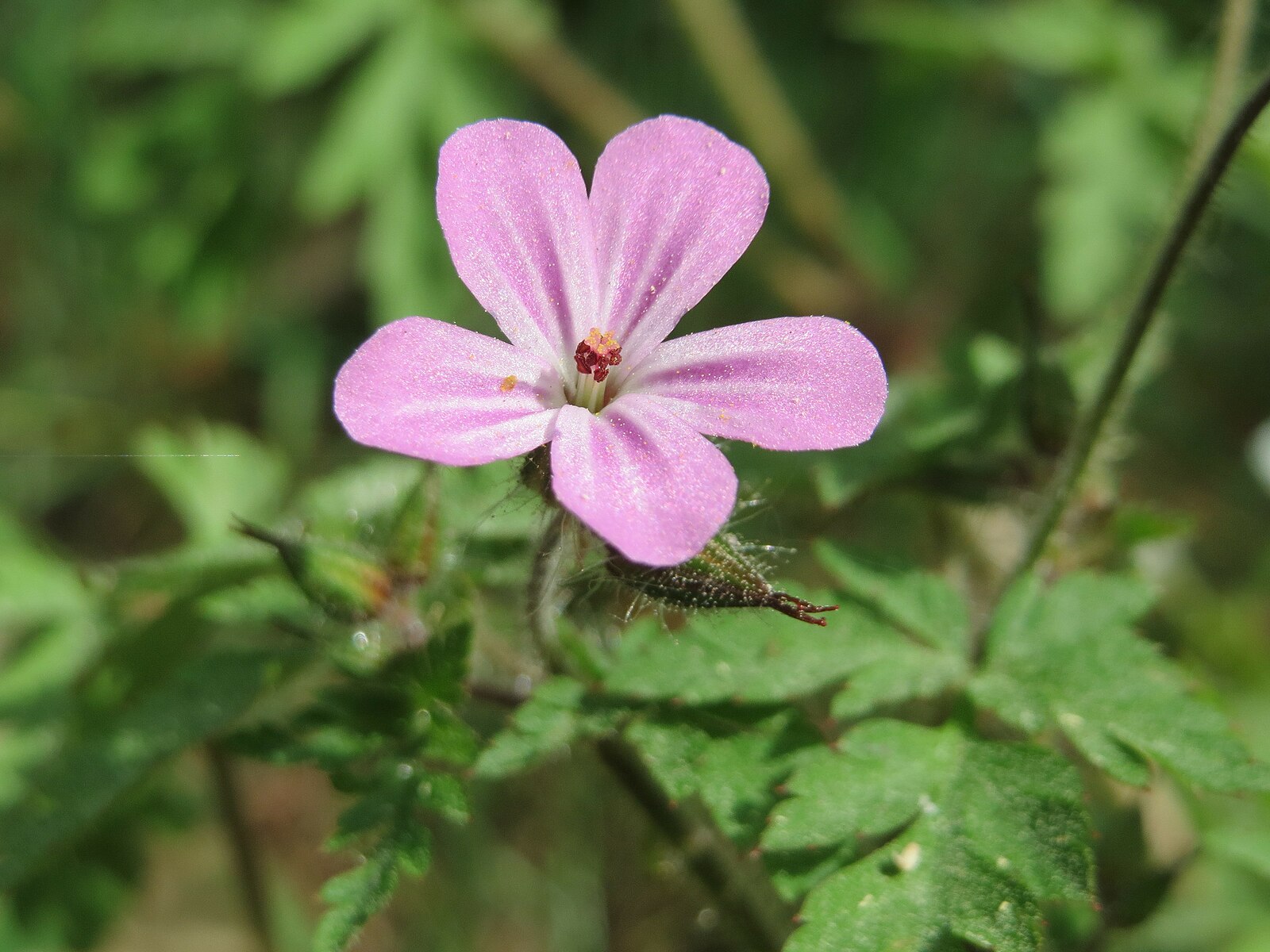 Geranium robertianum