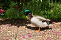 * Nomination Ente am Teich in Wegberg --Freddy2001 18:23, 31 May 2017 (UTC) * Decline  Comment Slight motion blur on head, not sure if it's fixable or if you have another version?--Peulle 08:02, 2 June 2017 (UTC) Not done in a week.--Peulle 22:53, 10 June 2017 (UTC)