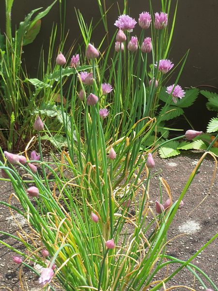 File:20170509Allium schoenoprasum6.jpg